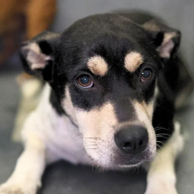 A young medium-sized female American Staffordshire Terrier dog named Grape for adoption in San Antonio, TX
