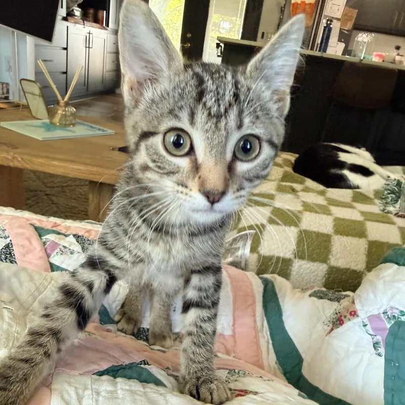 A baby small-sized female Brown / Chocolate Domestic Short Hair cat named Mona for adoption in Kansas City, MO
