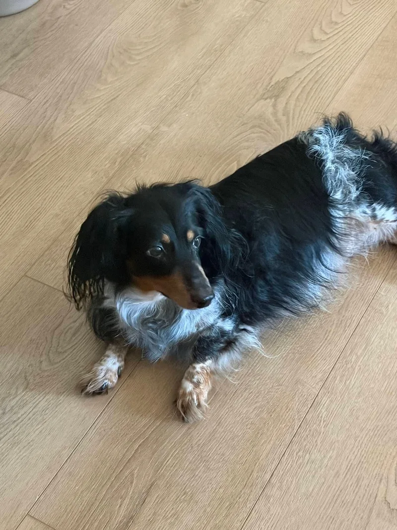 A senior medium-sized female Dachshund dog named Bella for adoption in Knoxville, TN