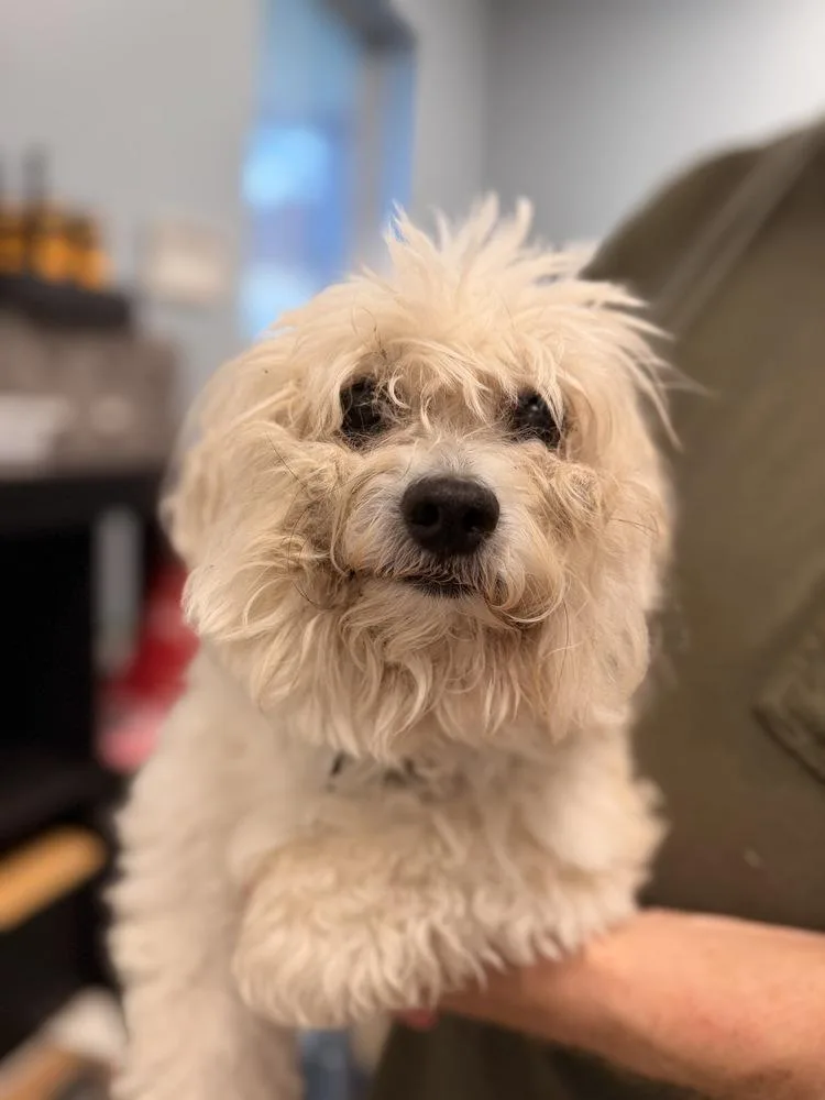 An adult small-sized male White / Cream Shih Tzu dog named Levi for adoption in Richmond, TX