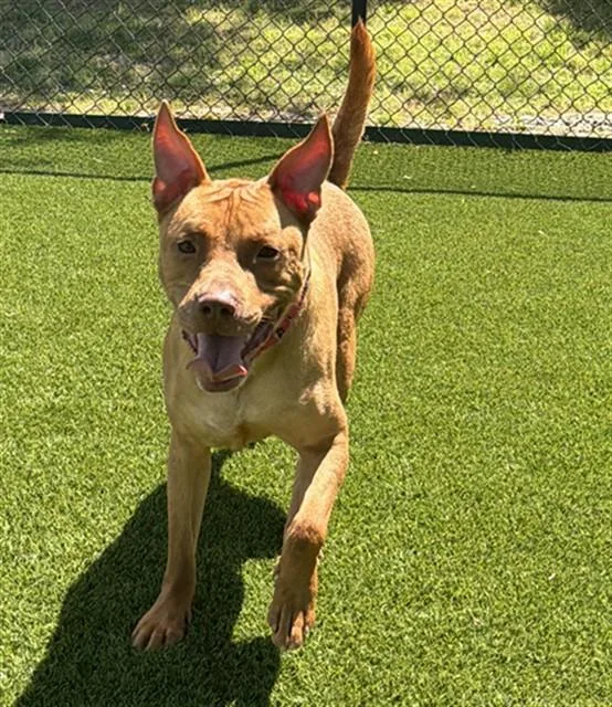 A young medium-sized male Pit Bull Terrier dog named Blu for adoption in Statesville, NC
