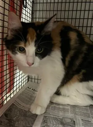 A young small-sized female Domestic Short Hair cat named Pricessa for adoption in Van Nuys, CA