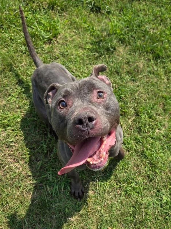 An adult medium-sized male Pit Bull Terrier dog named Dr. Draken for adoption in Millersville, MD