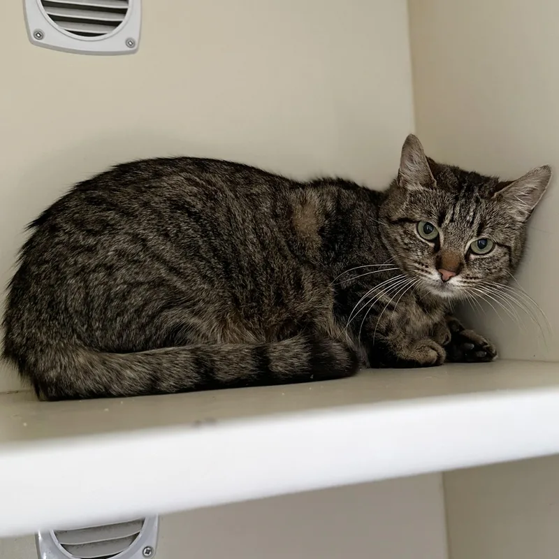 An adult medium-sized female Tabby (Brown / Chocolate) Domestic Short Hair cat named Whisper for adoption in Victor, NY