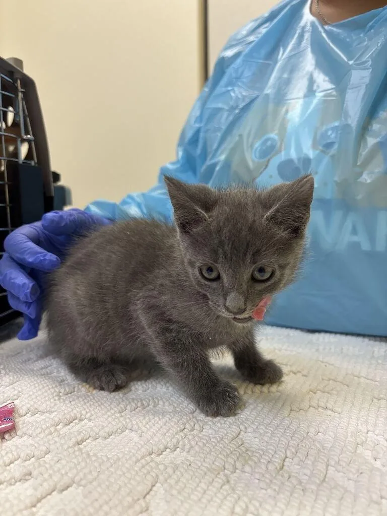A baby small-sized male Gray / Blue / Silver Domestic Short Hair cat named Donkey Kong for adoption in Raleigh, NC