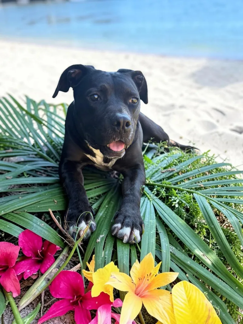 An adult medium-sized male Black Pit Bull Terrier dog named Jazz for adoption in Ventura, CA