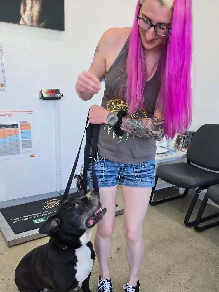 A senior medium-sized female Pit Bull Terrier dog named Cierra for adoption in sylmar, CA