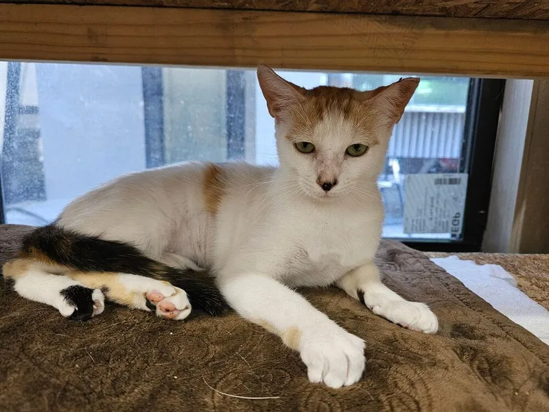 A baby small-sized female Black & White / Tuxedo Domestic Short Hair cat named Violadee for adoption in Hudson, NH