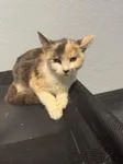 A baby medium-sized female Dilute Calico Domestic Short Hair cat named Stella for adoption in Chico, CA