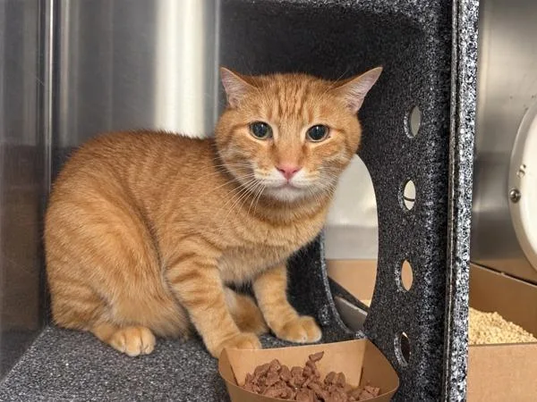An adult large-sized male Domestic Short Hair cat named Percy for adoption in New York, NY