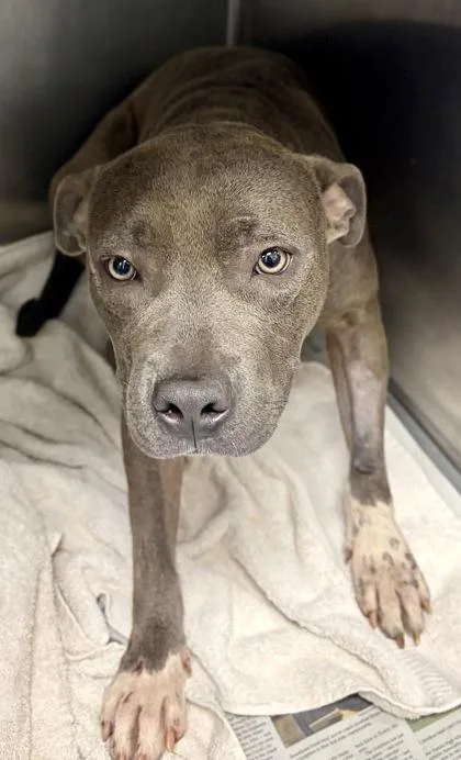 An adult large-sized male Mixed Breed dog named Rainey for adoption in Chamblee, GA