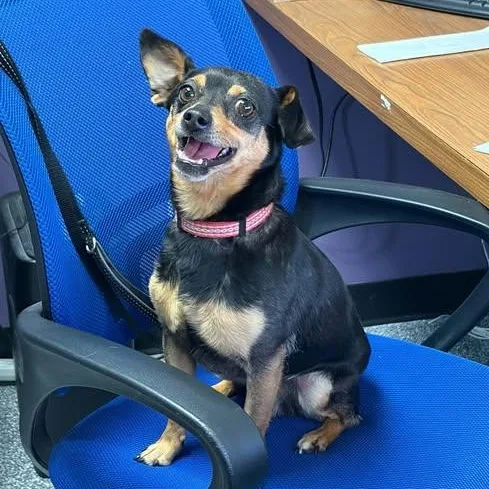 An adult small-sized male Black Chihuahua dog named Barry for adoption in Lenexa, KS