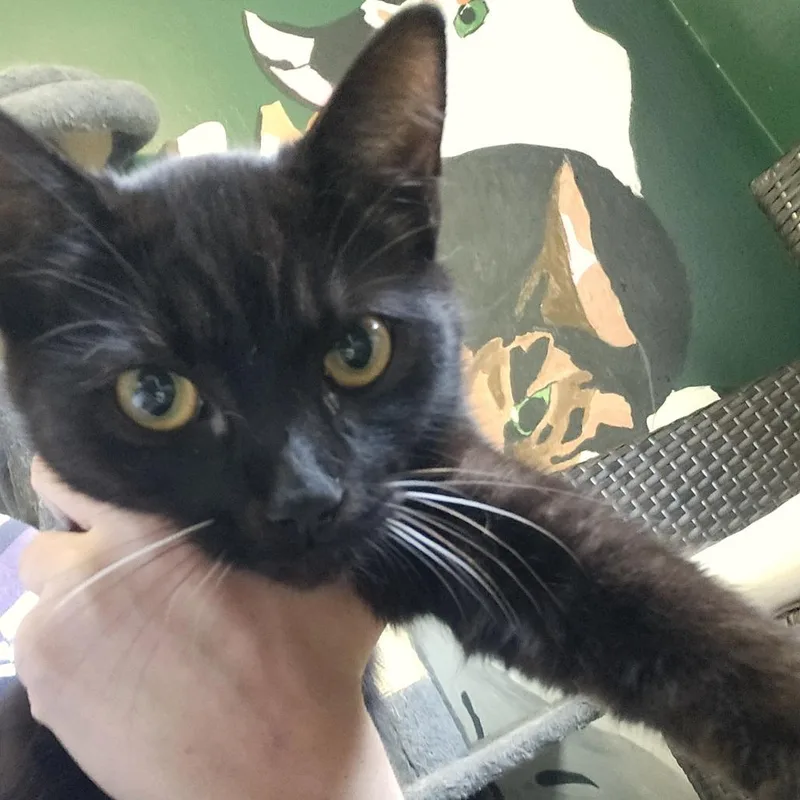 A young medium-sized female Black Domestic Short Hair cat named Opal for adoption in Gordonsville, TN
