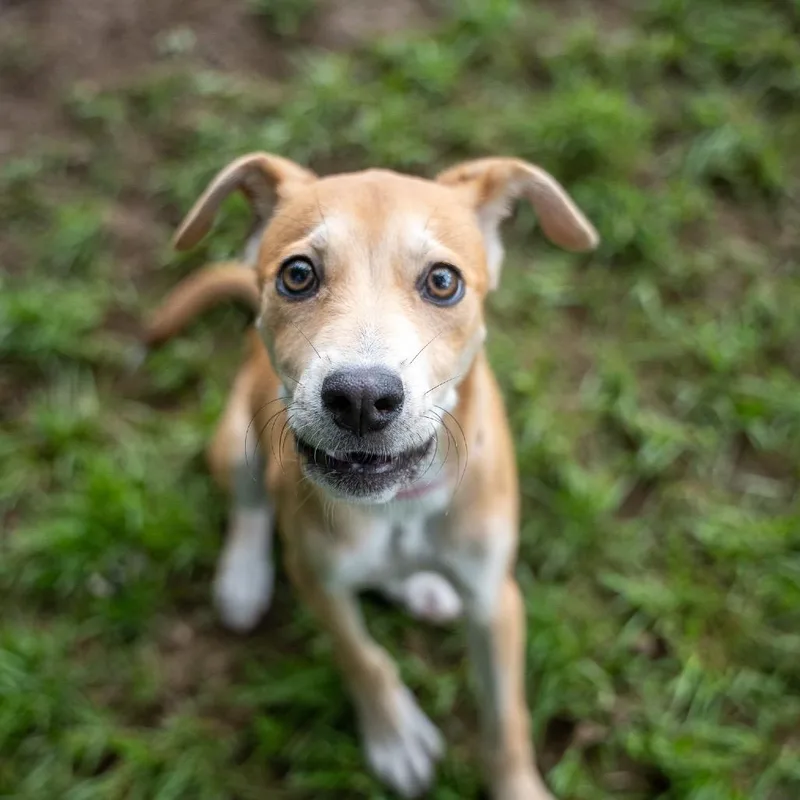 A baby small-sized female Yellow / Tan / Blond / Fawn Terrier dog named Jenny for adoption in Pawling, NY