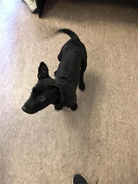 A baby small-sized male Terrier dog named Chico for adoption in Saint Louis, MO