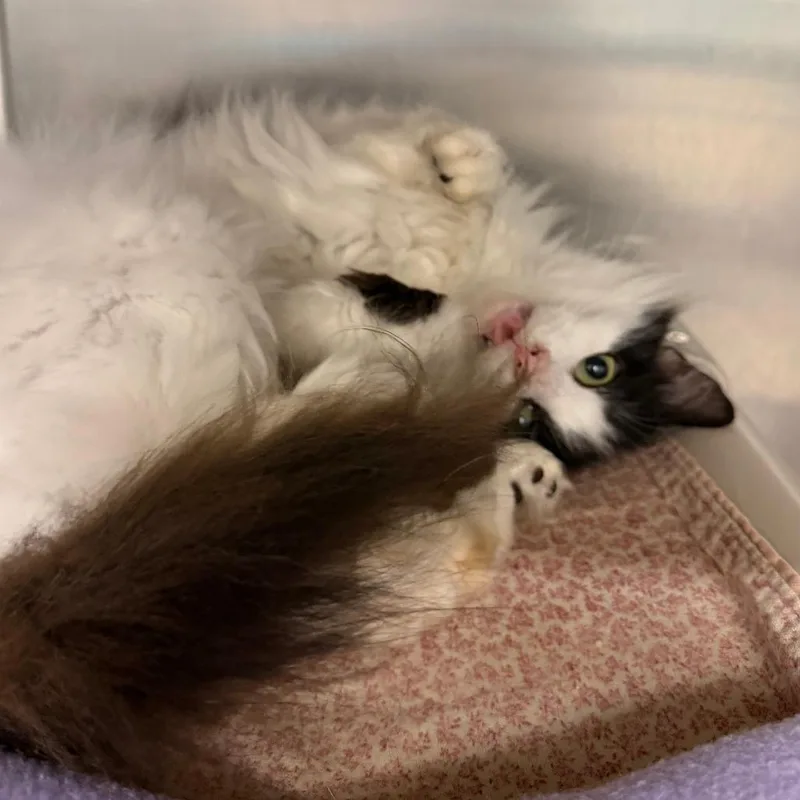 An adult medium-sized female White Domestic Long Hair cat named Trillium for adoption in Marshall, VA