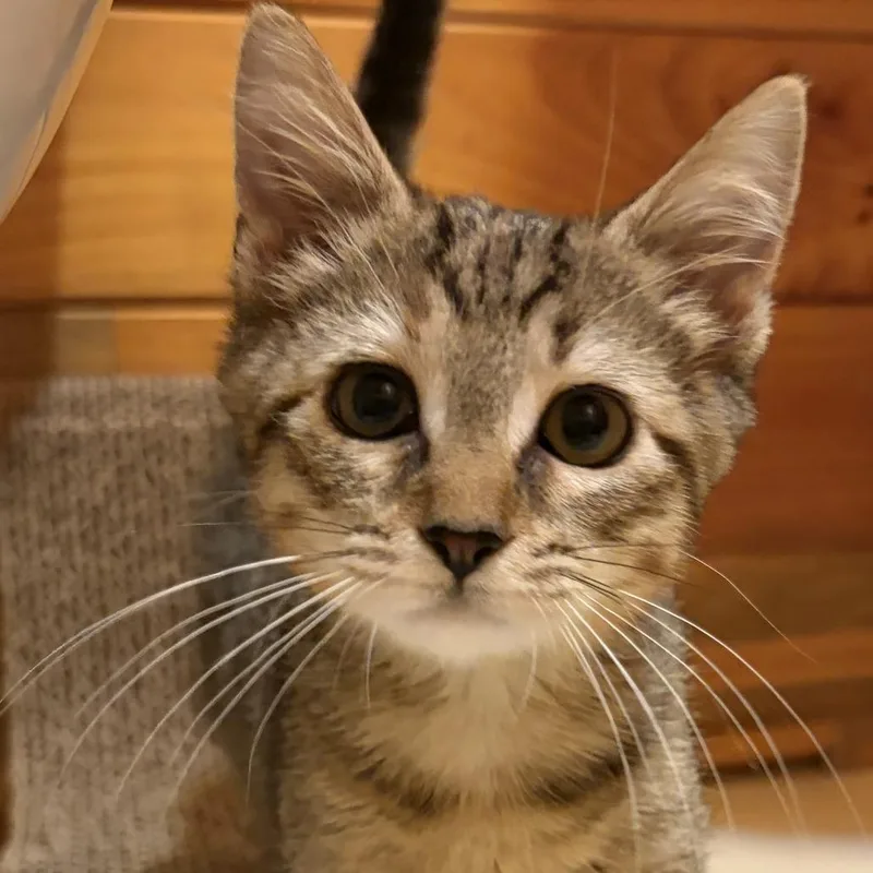 A baby small-sized female Gray / Blue / Silver Domestic Short Hair cat named Arya for adoption in Winston Salem, NC
