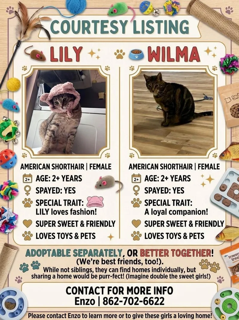 A young medium-sized female American Shorthair cat named lily & Wilma for adoption in Bartonsville, PA