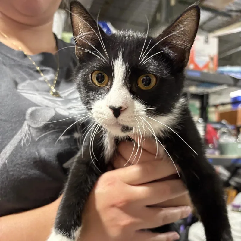 A baby small-sized male Black Domestic Short Hair cat named Homer for adoption in St. Paul, MN