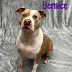 An adult medium-sized female Brown / Chocolate Mixed Breed dog named Bernice for adoption in Pleasantville, NJ