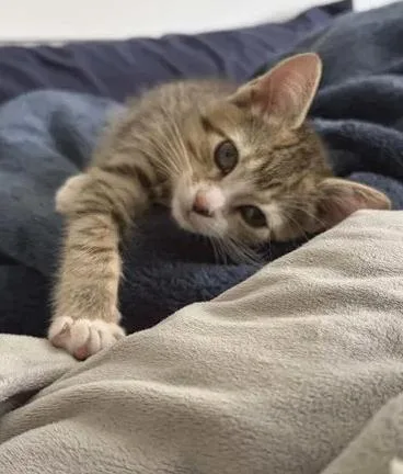 A baby medium-sized female Tabby (Brown / Chocolate) Domestic Short Hair cat named Fiona for adoption in Greenville, NC