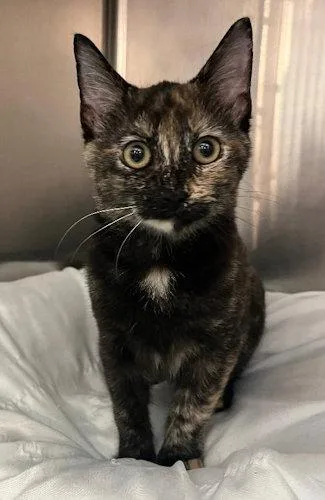 A young medium-sized female Domestic Short Hair cat named Jewel PSP for adoption in Oakland Park, FL