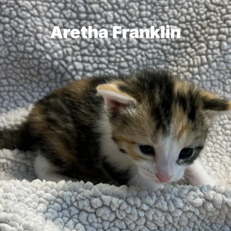 A young small-sized female Calico Domestic Short Hair cat named Aretha Franklin for adoption in Corydon, IN