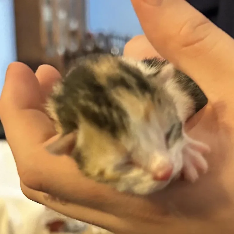 Aretha Franklin thumbnail 2