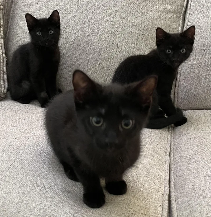 A baby medium-sized female Black Domestic Short Hair cat named Frida for adoption in Ridgefield, CT
