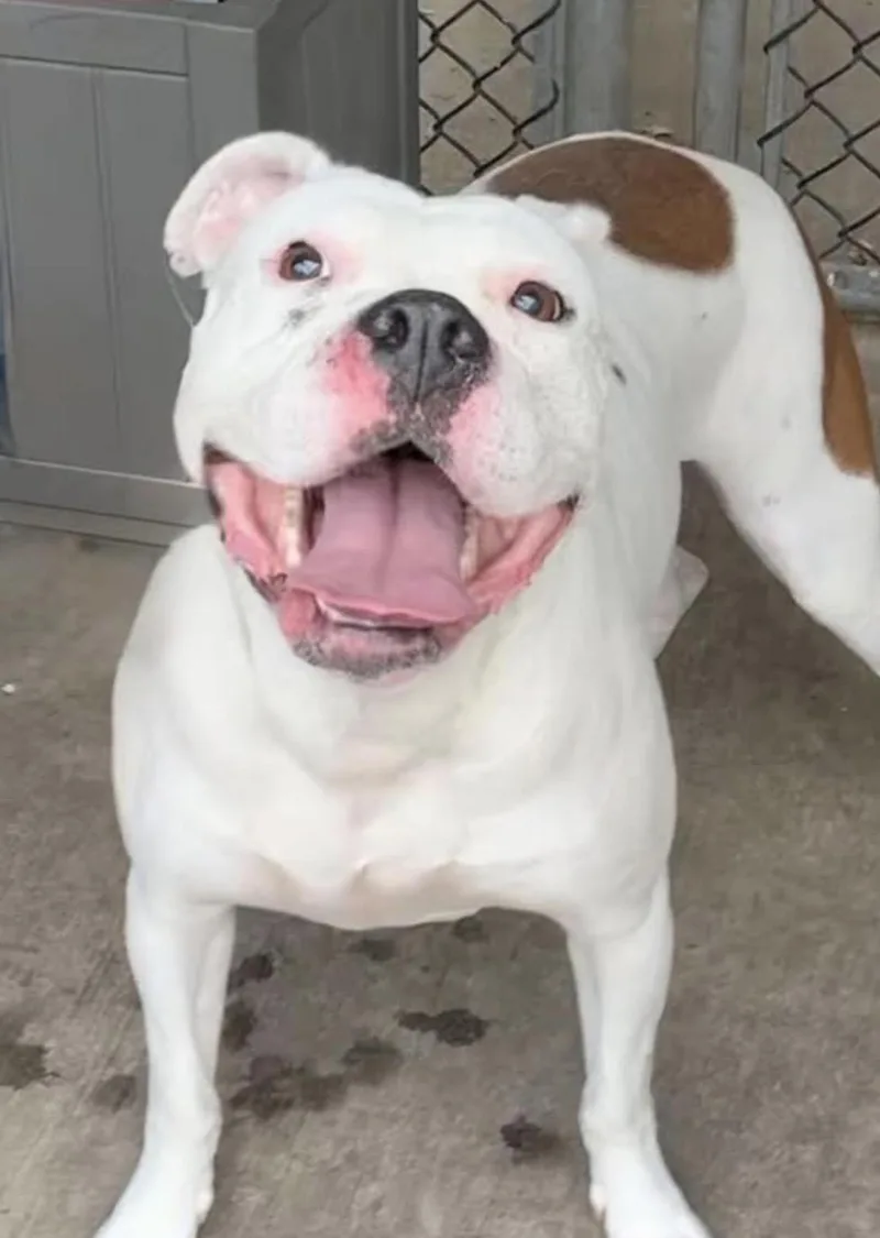 An adult medium-sized female White / Cream Pit Bull Terrier dog named Elka for adoption in Chicago, IL