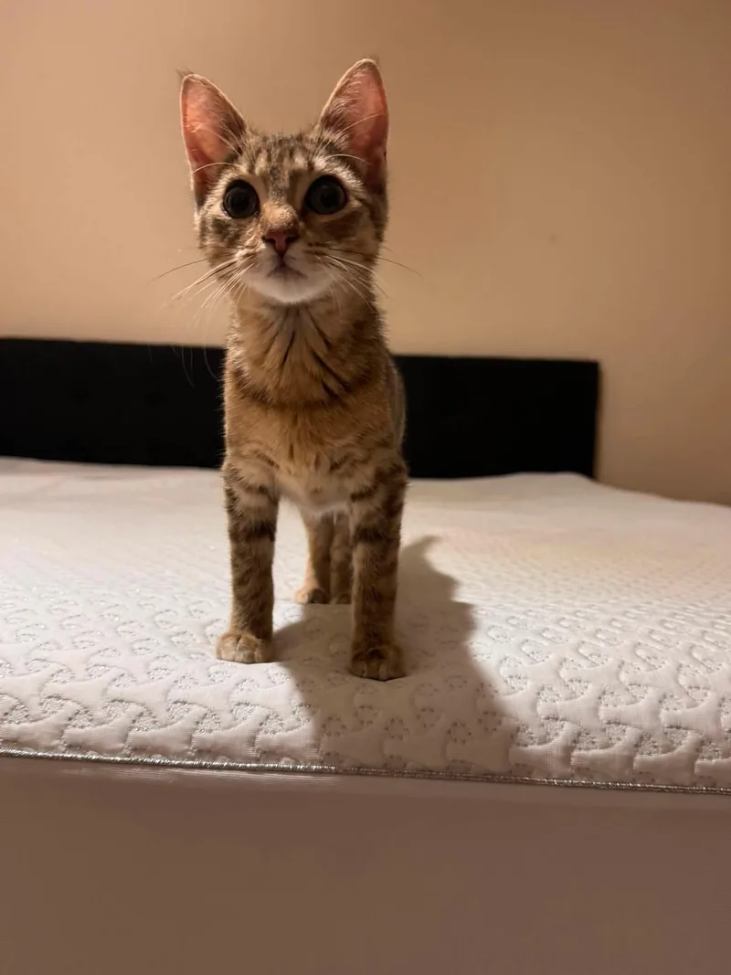 A young medium-sized female Brown / Chocolate Domestic Short Hair cat named Leslie for adoption in Oklahoma City, OK