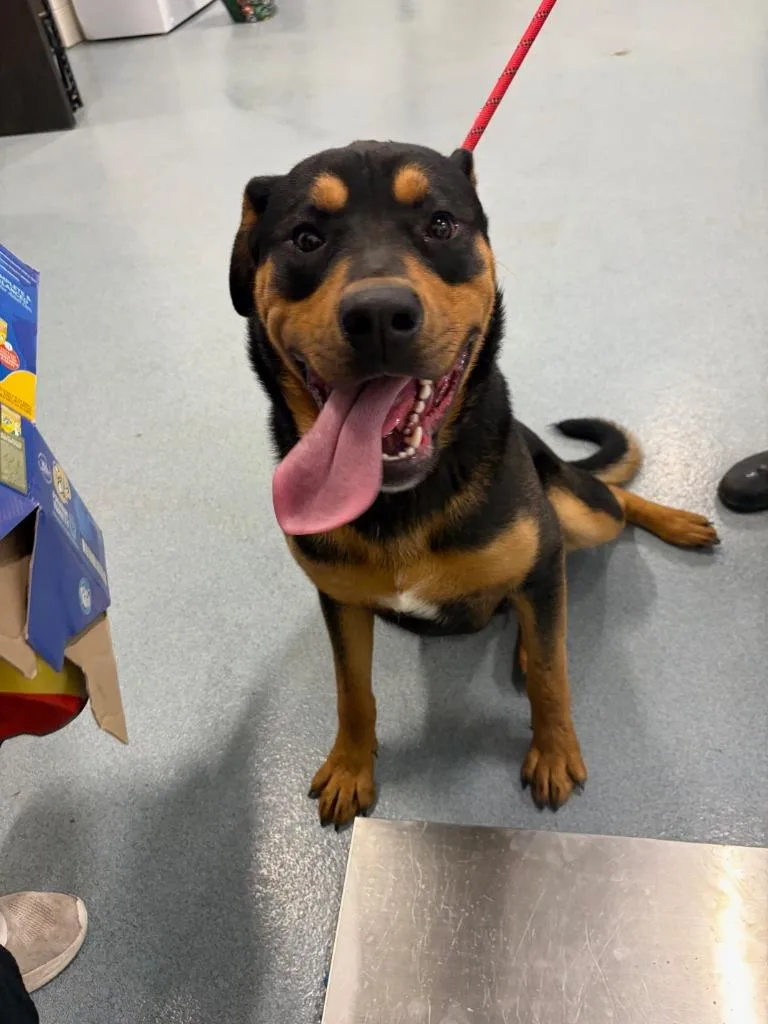 A young medium-sized male Rottweiler dog named Panzer for adoption in Portland, IN