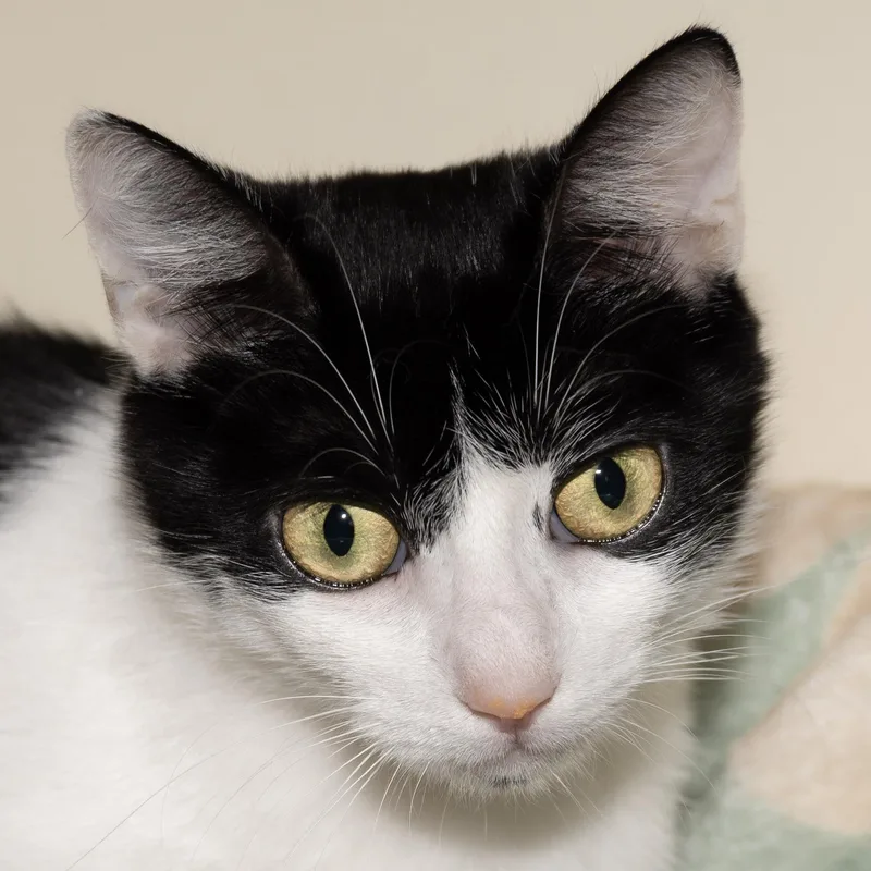 An adult medium-sized female Black & White / Tuxedo Domestic Short Hair cat named Zipper for adoption in Victor, NY