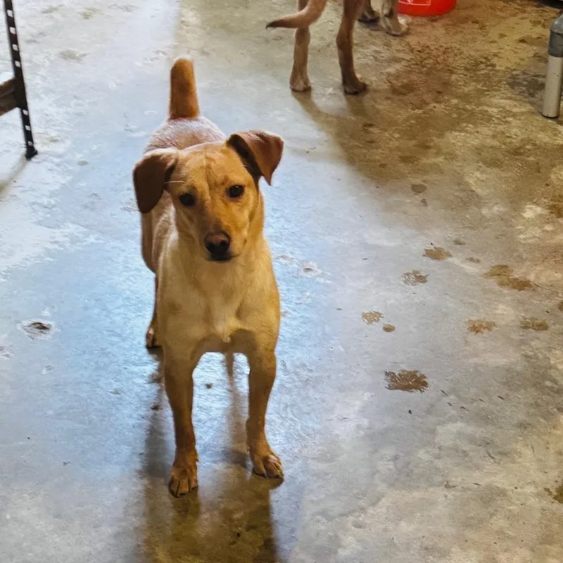 A young medium-sized female Yellow / Tan / Blond / Fawn Terrier dog named Maven for adoption in Brownsboro, AL