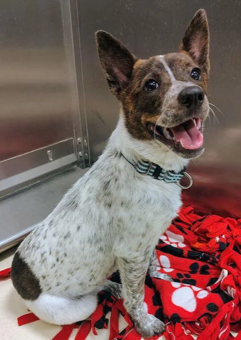 A young medium-sized female Tricolor (Brown, Black, & White) Australian Cattle Dog / Blue Heeler dog named Gidgette for adoption in Kalamazoo, MI