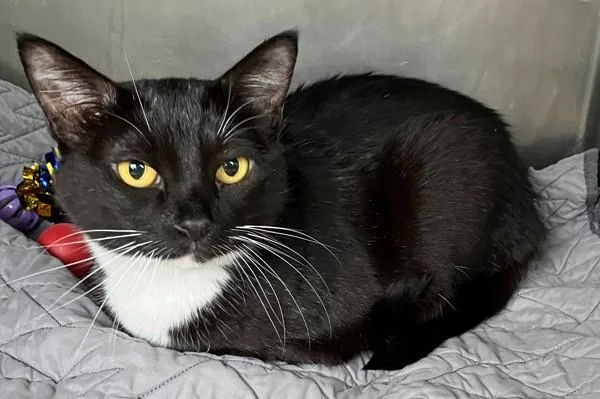 A senior medium-sized female Domestic Short Hair cat named Juliet for adoption in Staten Island, NY