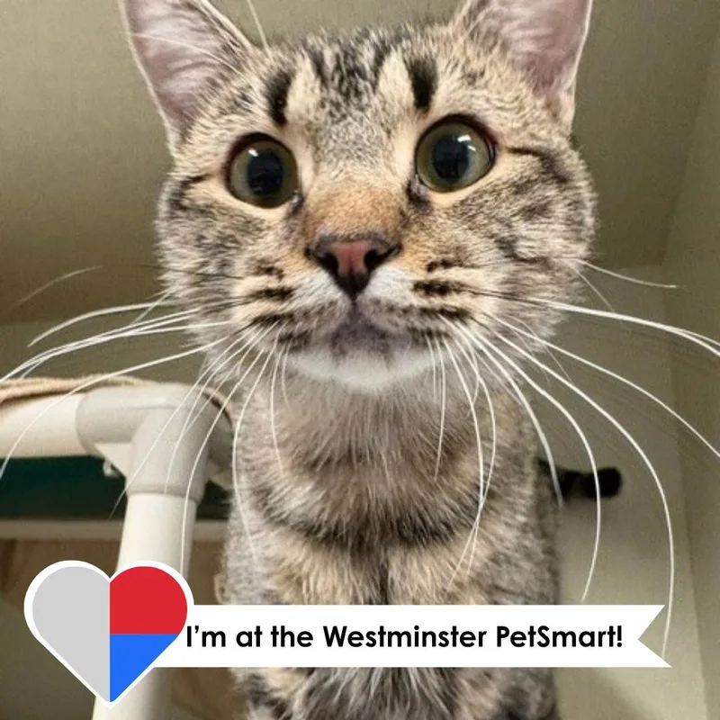 An adult medium-sized male Blue Cream Domestic Short Hair cat named Valiente for adoption in Fort Collins, CO