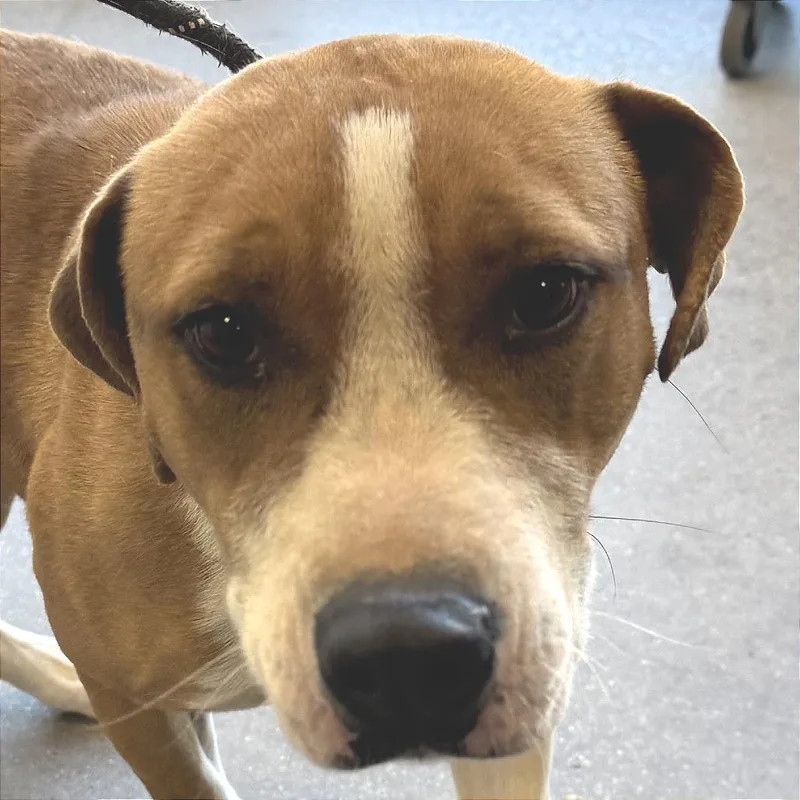 Checkers thumbnail 2