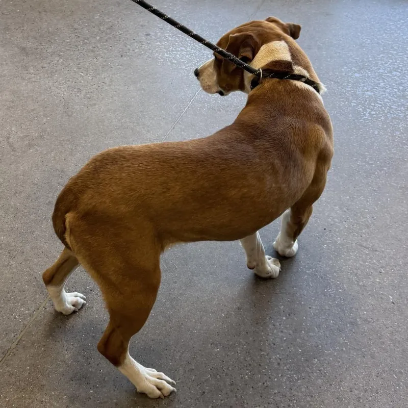 Checkers thumbnail 3