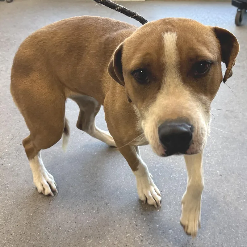 Checkers thumbnail 4