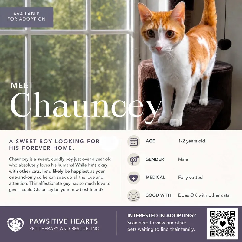 An adult medium-sized male Domestic Short Hair cat named Chauncey for adoption in Kenhorst, PA