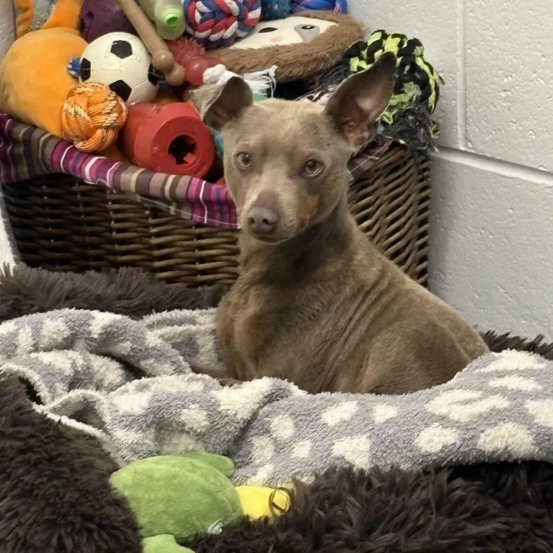 An adult small-sized male Apricot / Beige Miniature Pinscher dog named Stanley for adoption in New Fairfield, CT