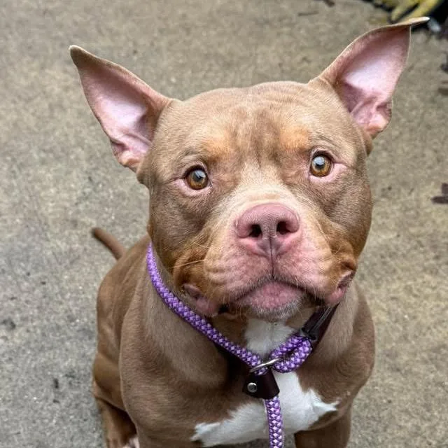 An adult small-sized male Red / Chestnut / Orange Pit Bull Terrier dog named Puck ~ Coming Soon!!! for adoption in Chicago, IL