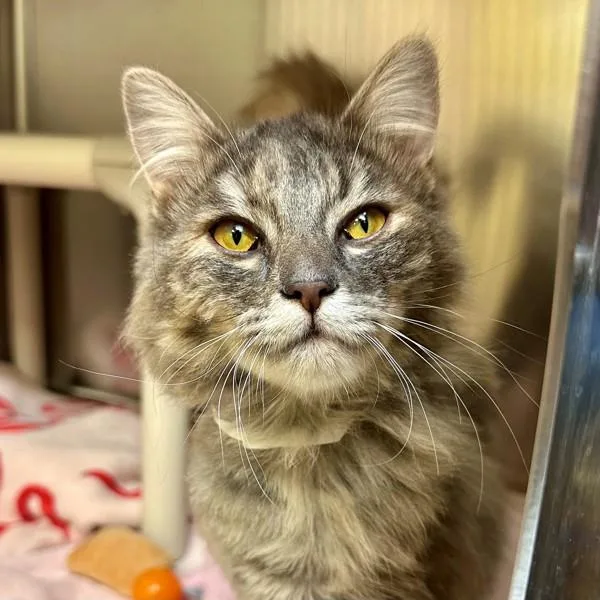 An adult small-sized female Domestic Long Hair cat named Tabitha for adoption in Walnut Creek, CA