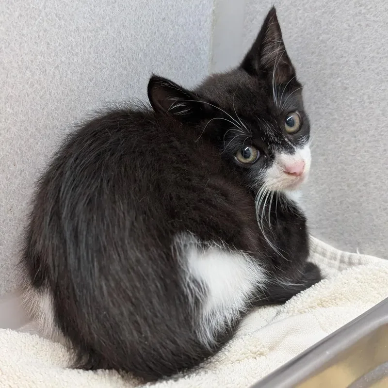 A baby small-sized male Domestic Short Hair cat named Dig Dug for adoption in Pittsburgh, PA
