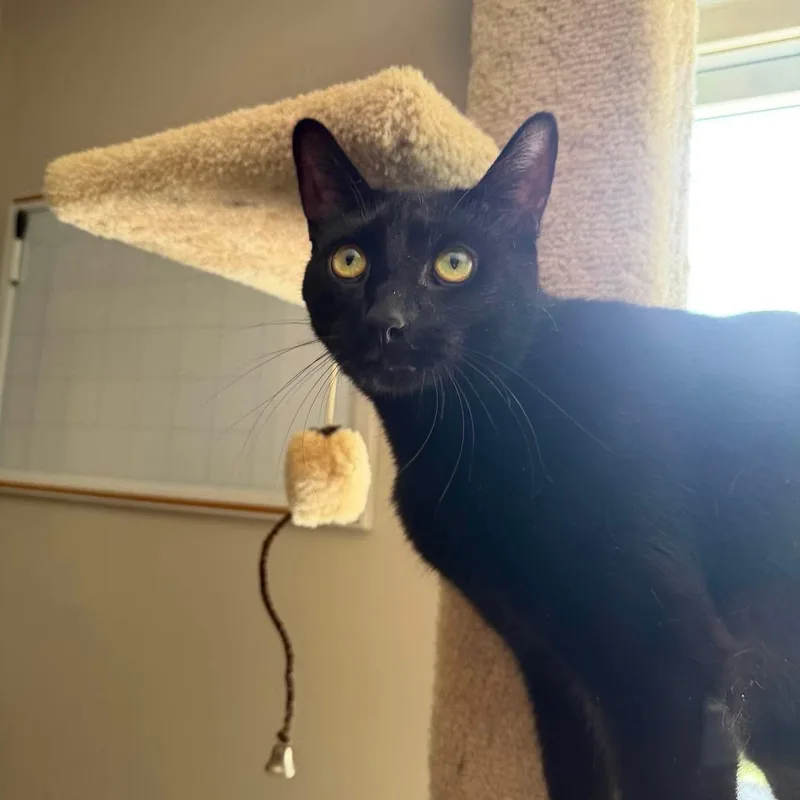 An adult large-sized male Black Domestic Short Hair cat named Bagheera & Salem for adoption in Royal Oak, MI