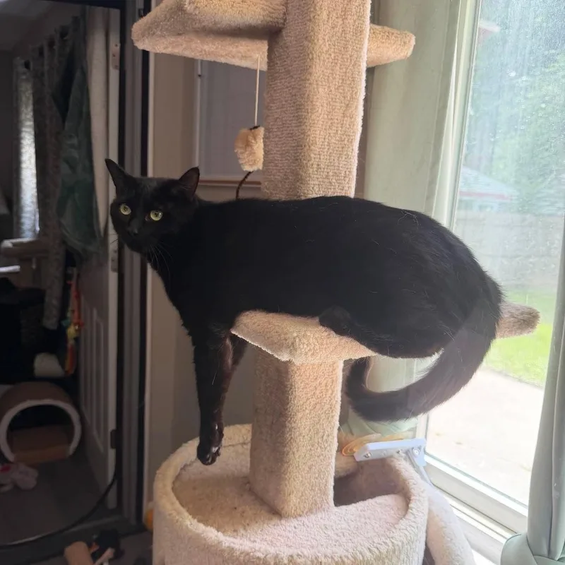 Bagheera & Salem thumbnail 2
