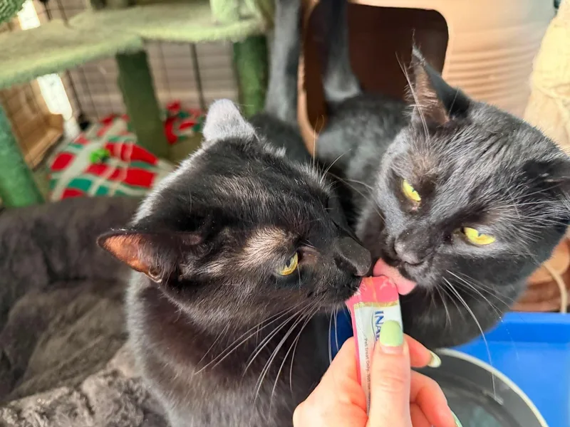 Bagheera & Salem thumbnail 3