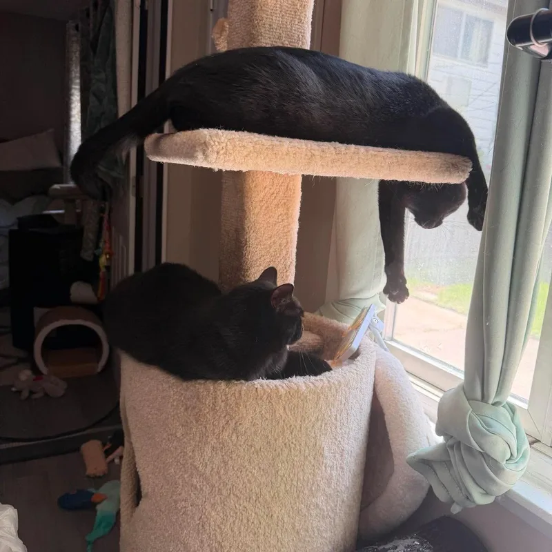 Bagheera & Salem thumbnail 4