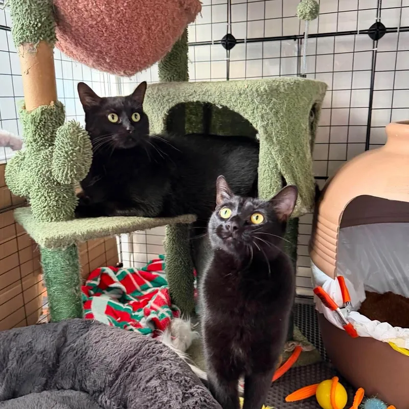 Bagheera & Salem thumbnail 5